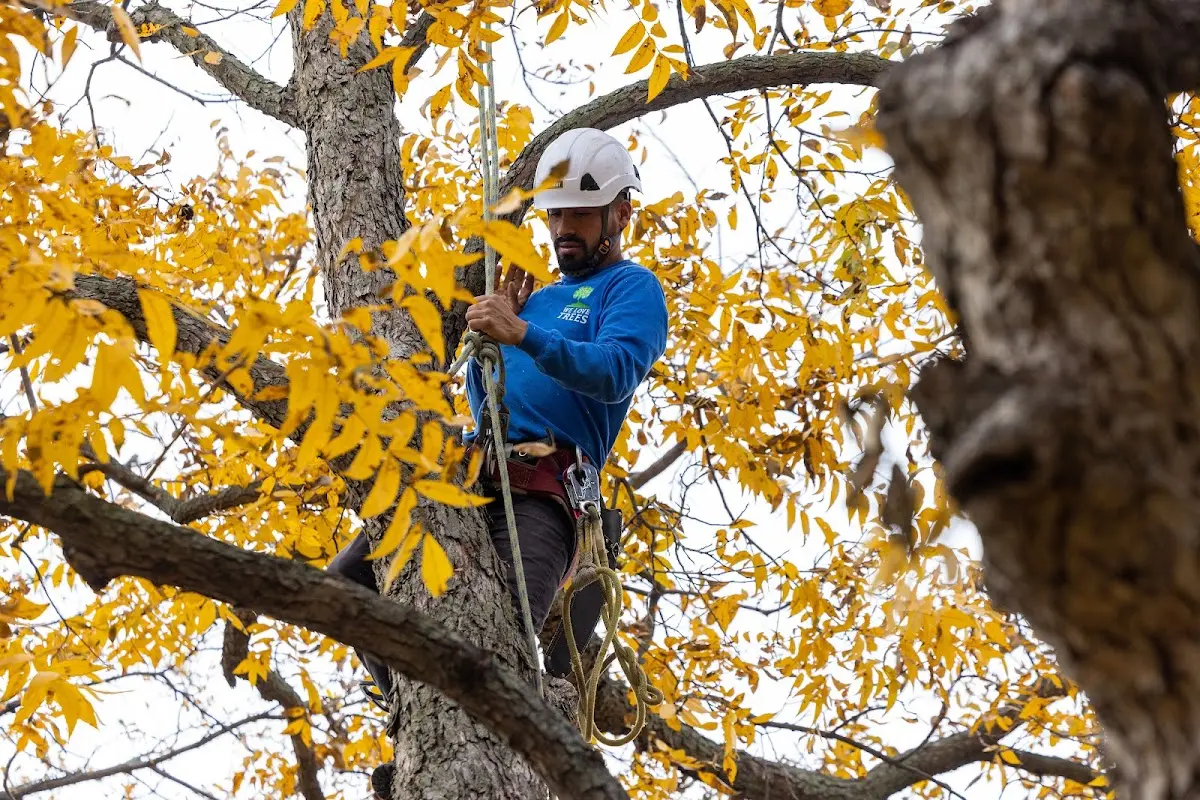 Skilled Tree Planting crew working in Charlestown
